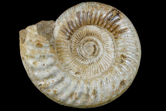 Large, Jurassic Ammonite Fossil - Madagascar #166004